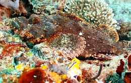 Sipadan_2015_Poisson scorpion a guenilles_Scorpaenopsis venosa_IMG_3142_rc